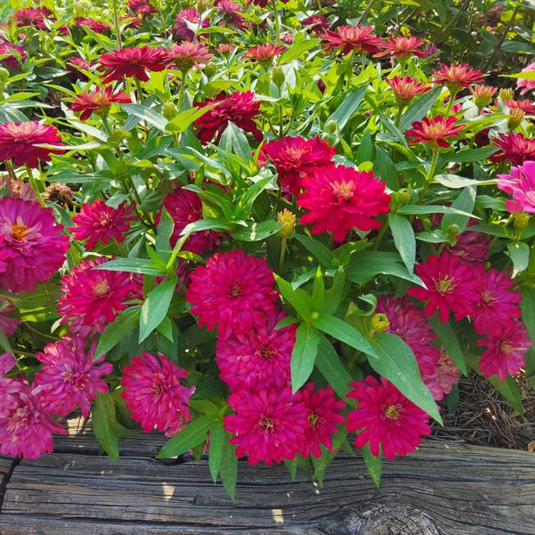 Zinnia marylandica Zydeco™ 'Cherry' Image