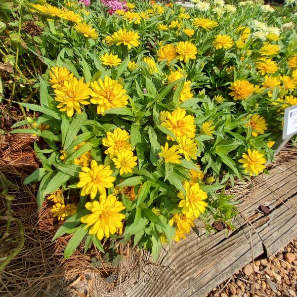 Zinnia marylandica Zydeco™ 'Deep Yellow' Image
