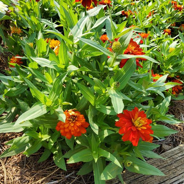 Zinnia marylandica Zydeco™ 'Fire' Image
