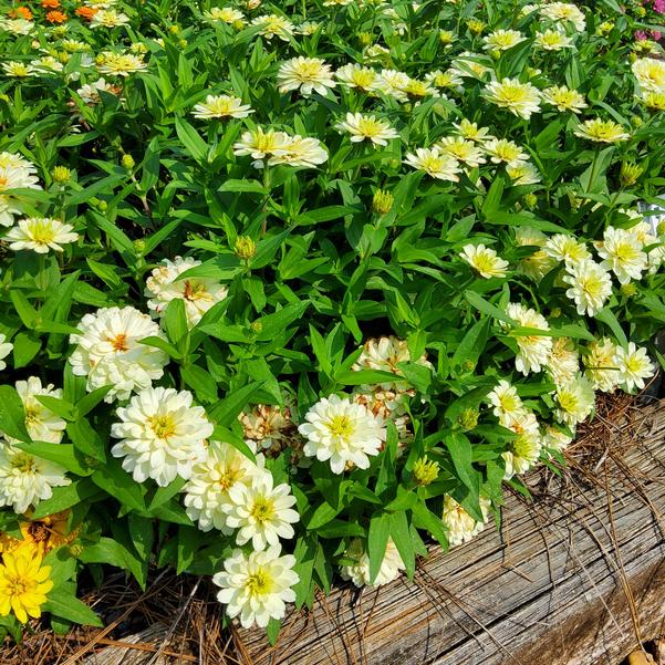 Zinnia marylandica Zydeco™ 'White' Image