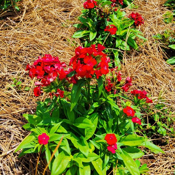 Dianthus Dart™ 'Scarlet' Image