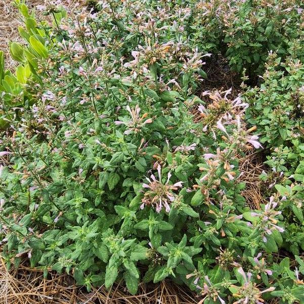 Agastache Arizona™ 'Sunset' Image