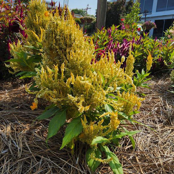 Celosia plumosa Castle™ 'Yellow' Image