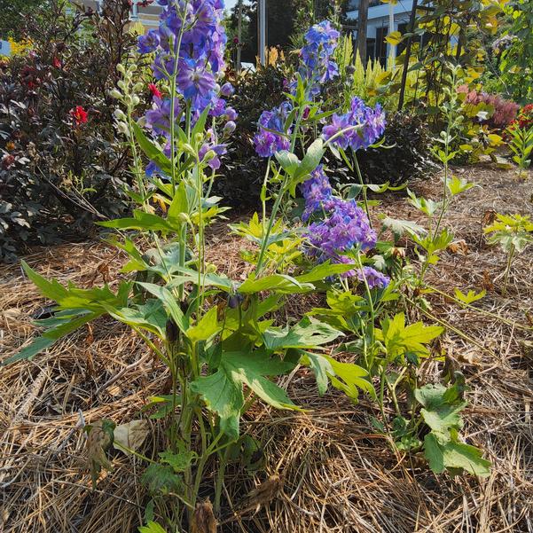 Delphinium Aurora™ 'Blue' Image