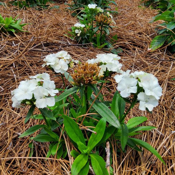 Dianthus Dart™ 'White' Image