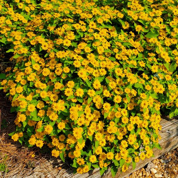Melampodium Jackpot™ 'Gold' Image