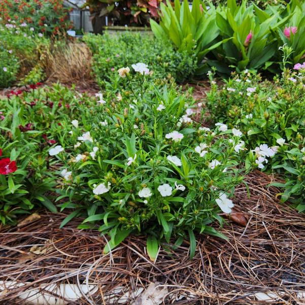 Dianthus chinensis x barbatus F1 Telstar™ 'White' Image