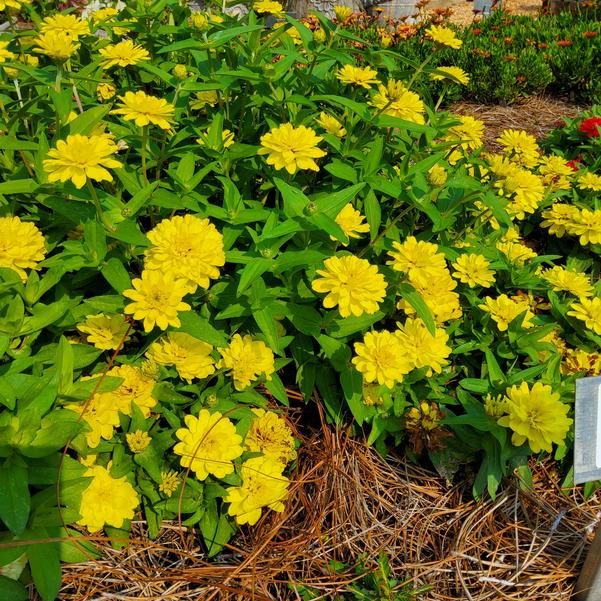 Zinnia hybrida Belize™ Double 'Yellow' Image