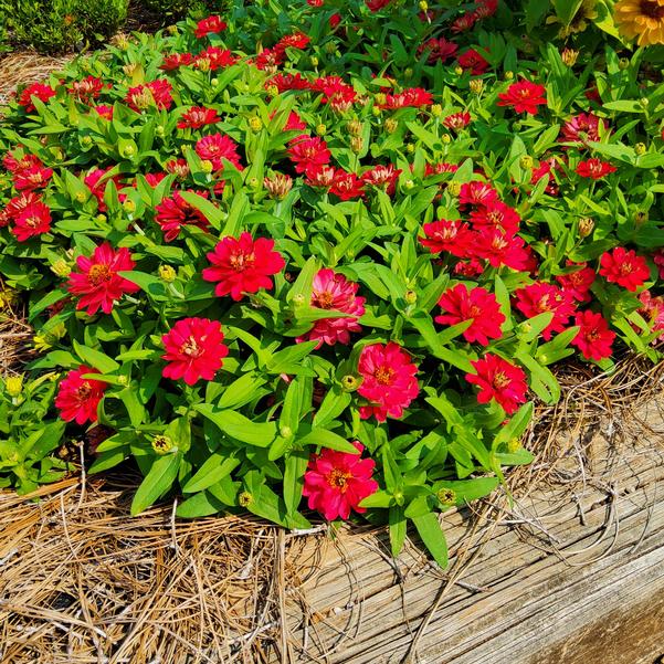 Zinnia hybrida Belize™ Double 'Bright Rose' Image