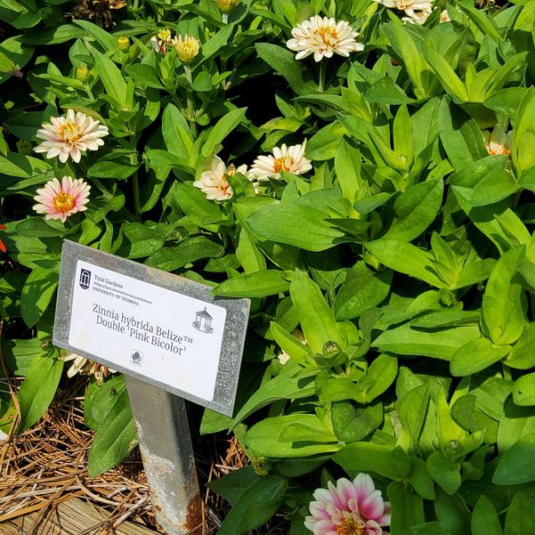 Zinnia hybrida Belize™ Double 'Pink Bicolor' Image
