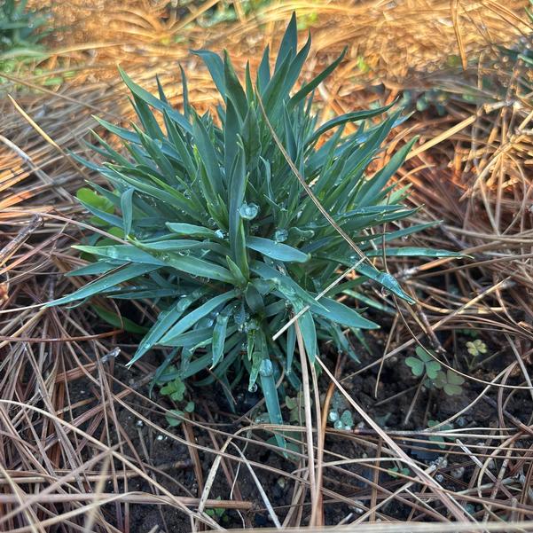 Dianthus hybrid Bacco Image