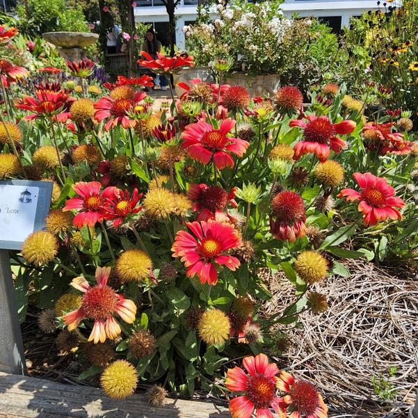 Gaillardia aristata 'Low Rider™' Image