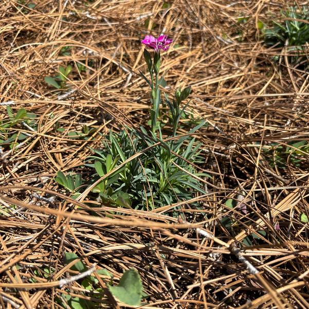 Dianthus hybrid Cliff 'Pink Spot' Image