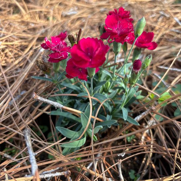 Dianthus hybrid Cliff 'Red Spot' Image