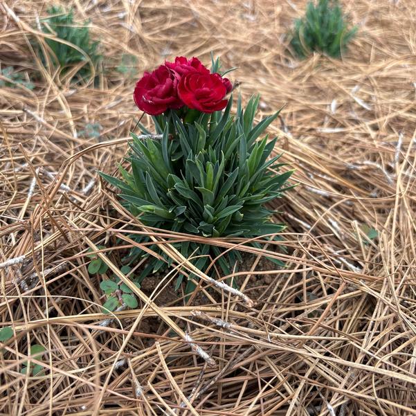 Dianthus hybrid Peman 'Red' Image