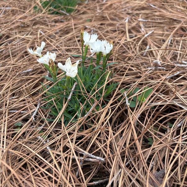 Dianthus hybrid Rock Candy Image