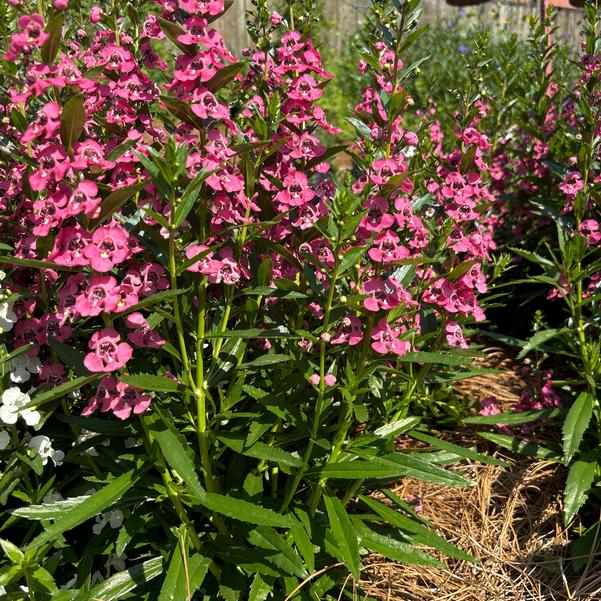 Angelonia Angelface® 'Perfectly Pink' Image