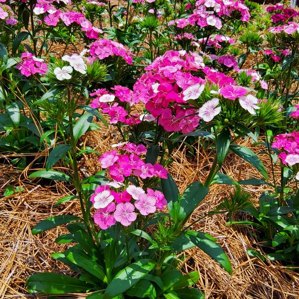 Dianthus Interspecific Jolt™ 'Pink Magic' Image