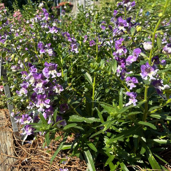 Angelonia Angelface® 'Wedgwood Blue' Image