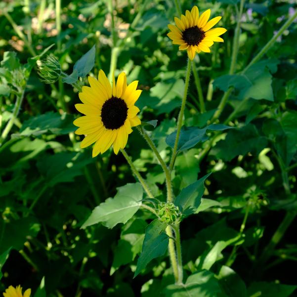 Helianthus Suncredible® 'Yellow' Image