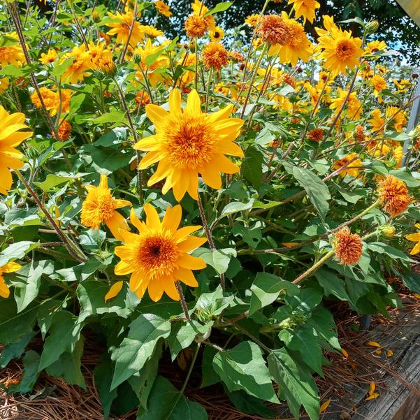 Helianthus annuus Sunfinity® 'Double Yellow' Image