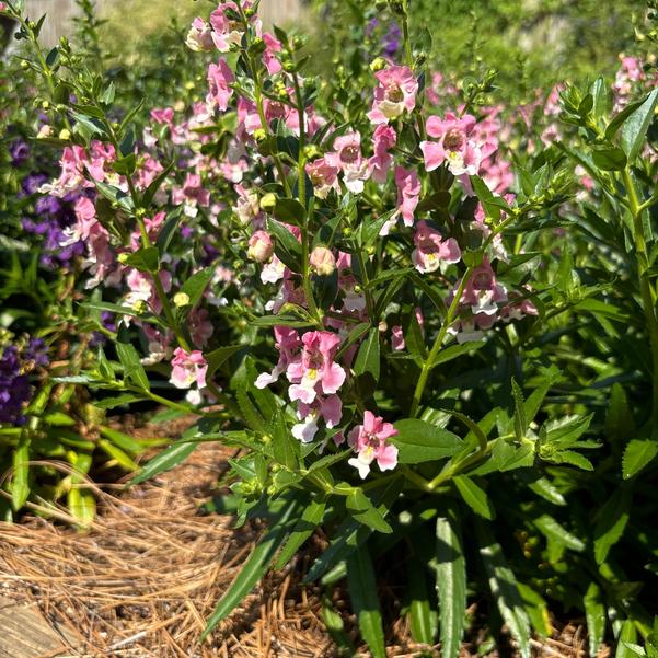 Angelonia Angelface® 'Wedgwood Pink' Image