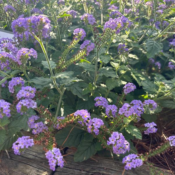 Heliotropium Augusta® 'Lavender' Image