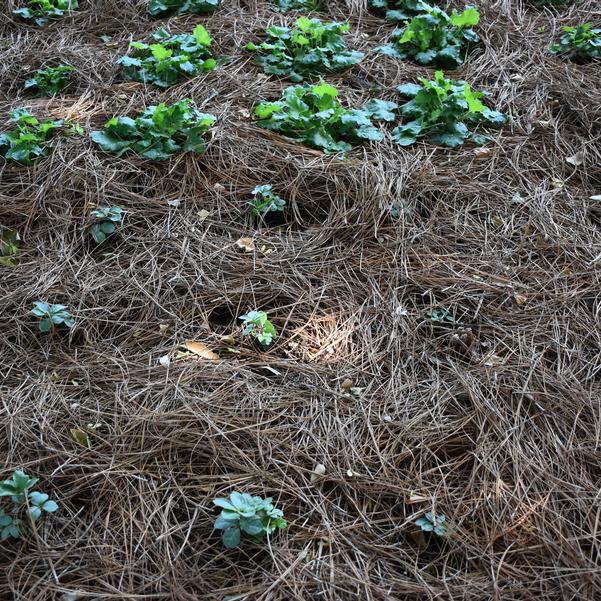 Helleborus Hollowtop Mountain Image