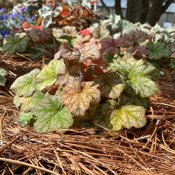 Heuchera ''Changeling'' Image