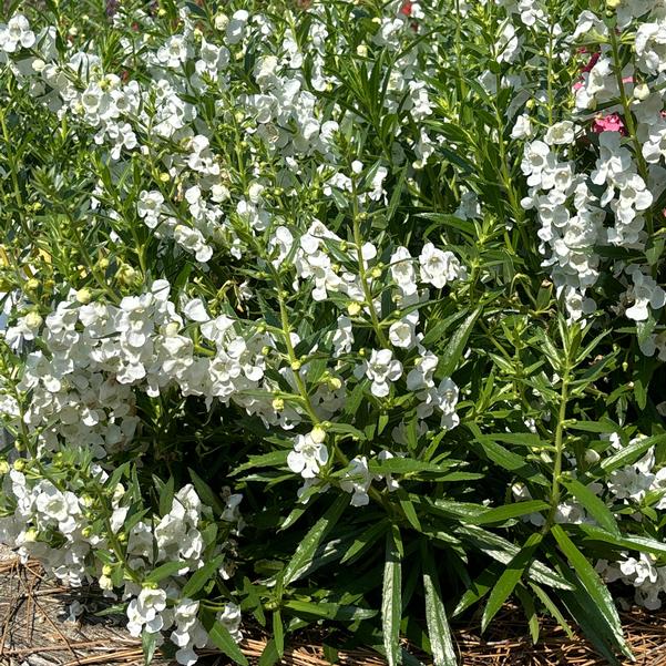 Angelonia Angelface® 'White (Imp)' Image