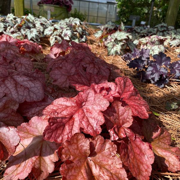 Heuchera ''Peach Smoothie'' Image