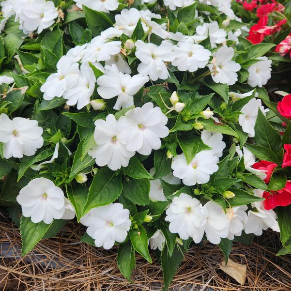 Impatiens Sol Luna 'Prime White' Image