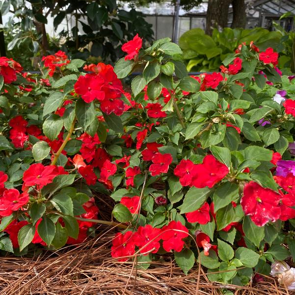 Impatiens Beacon® 'Bright Red' Image