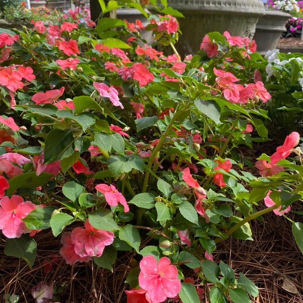 Impatiens Beacon® 'Coral Improved' Image