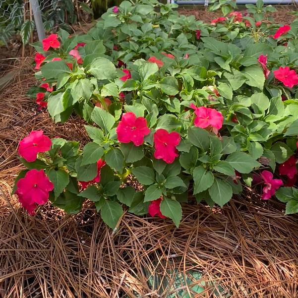 Impatiens Beacon® 'Lipstick' Image