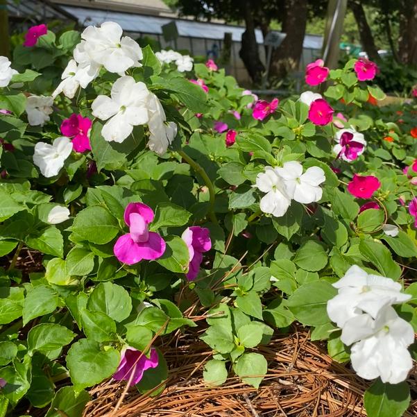 Impatiens Beacon® 'Chicago Mix' Image