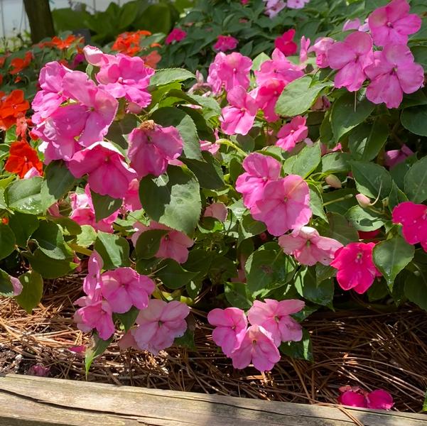 Impatiens Beacon® 'Otway Mix' Image