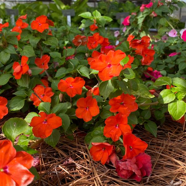 Impatiens Beacon® 'Orange' Image