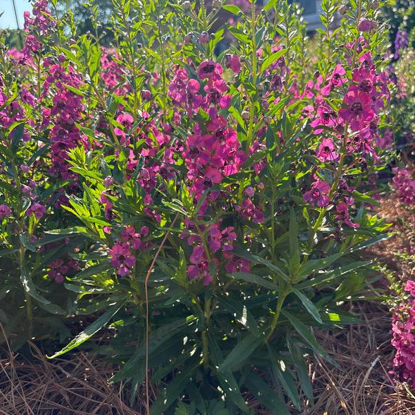 Angelonia Guardian Angel™ 'Blue' Image