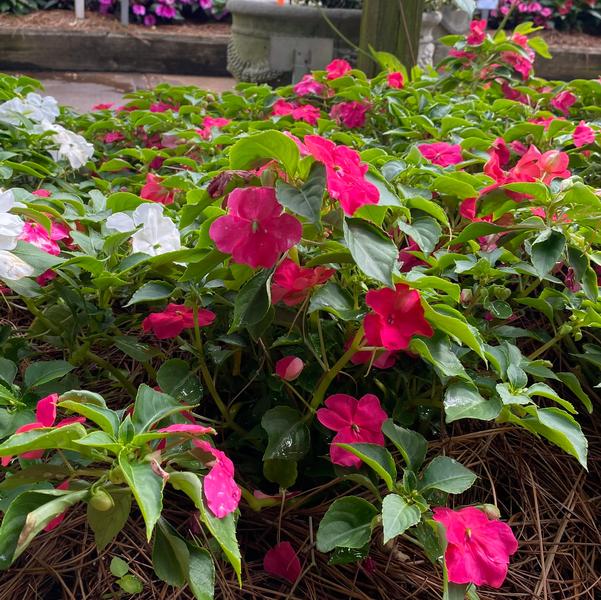 Impatiens Beacon® 'Rose' Image