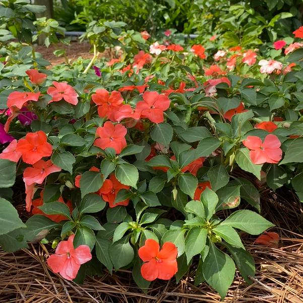 Impatiens Beacon® 'Salmon' Image