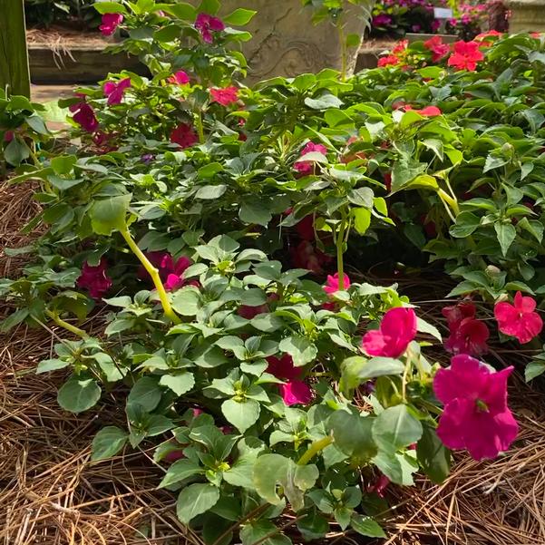 Impatiens Beacon® 'Violet Shades' Image