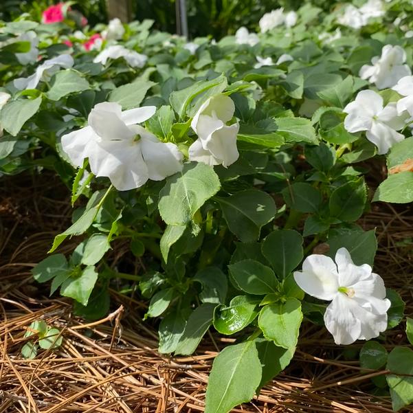 Impatiens Beacon® 'White' Image