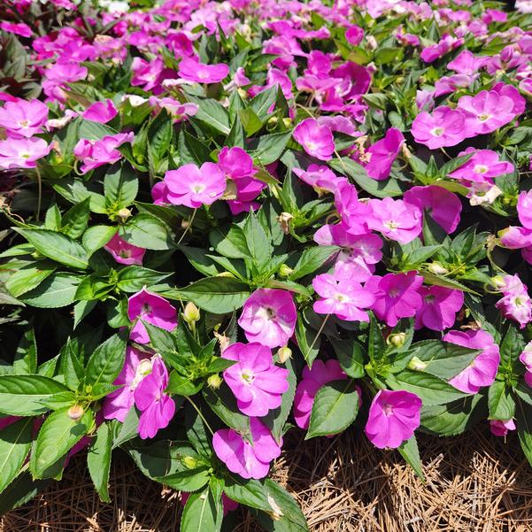 Impatiens x hybrida hort SunPatiens® 'Compact Lavender' Image