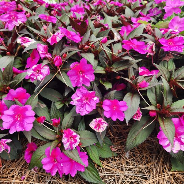 Impatiens x hybrida hort SunPatiens® 'Compact Purple Candy Imp.' Image