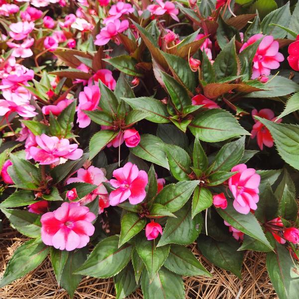 Impatiens x hybrida hort SunPatiens® 'Compact Red Candy' Image