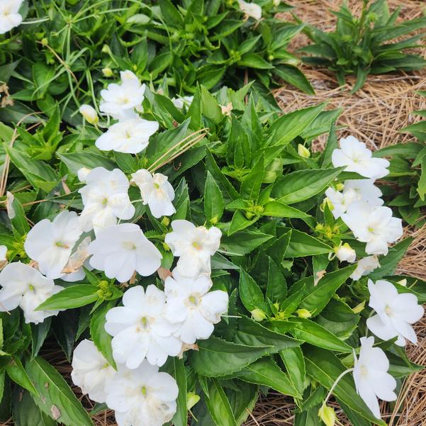 Impatiens x hybrida hort SunPatiens® 'Compact Classic White' Image