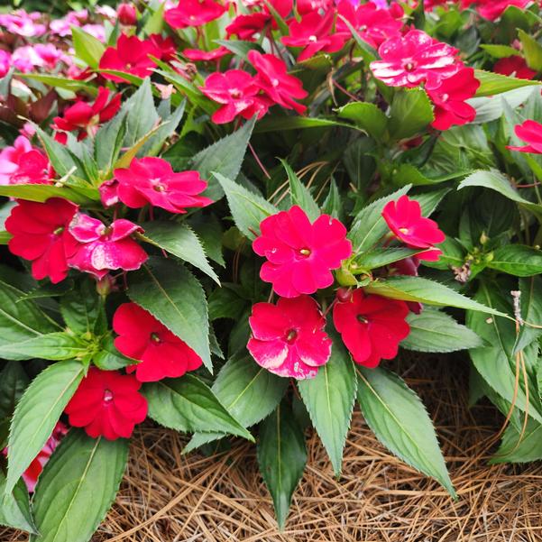 Impatiens x hybrida hort SunPatiens® 'Vigorous Red' Image