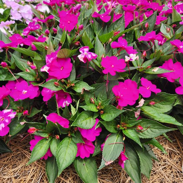 Impatiens x hybrida hort SunPatiens® 'Vigorous Purple' Image