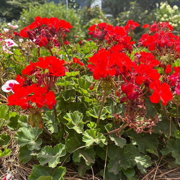 Interspecific Geranium Solera™ 'Orange' Image